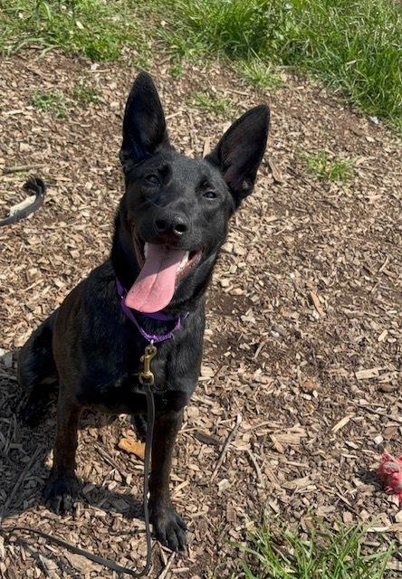 Enlarge Calypso located in ME, a Adoptable Dutch Shepherd in Imlay City, MI image 2/3