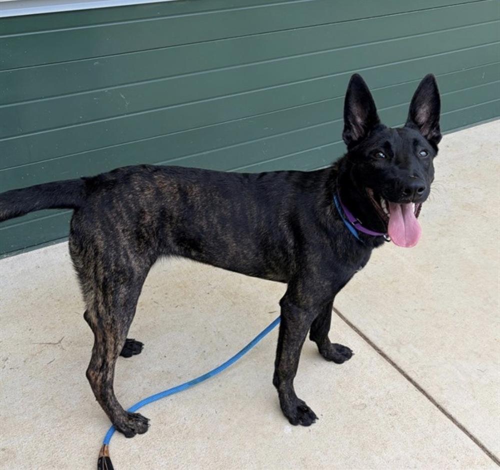 Enlarge Calypso located in ME, a Adoptable Dutch Shepherd in Imlay City, MI image 3/3