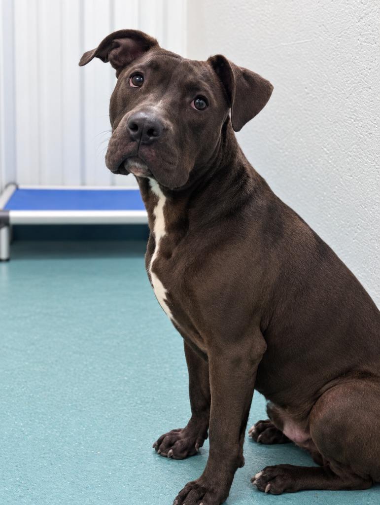 Enlarge Chico, a Adoptable Pit Bull Terrier in Seven Points, TX image 1/1