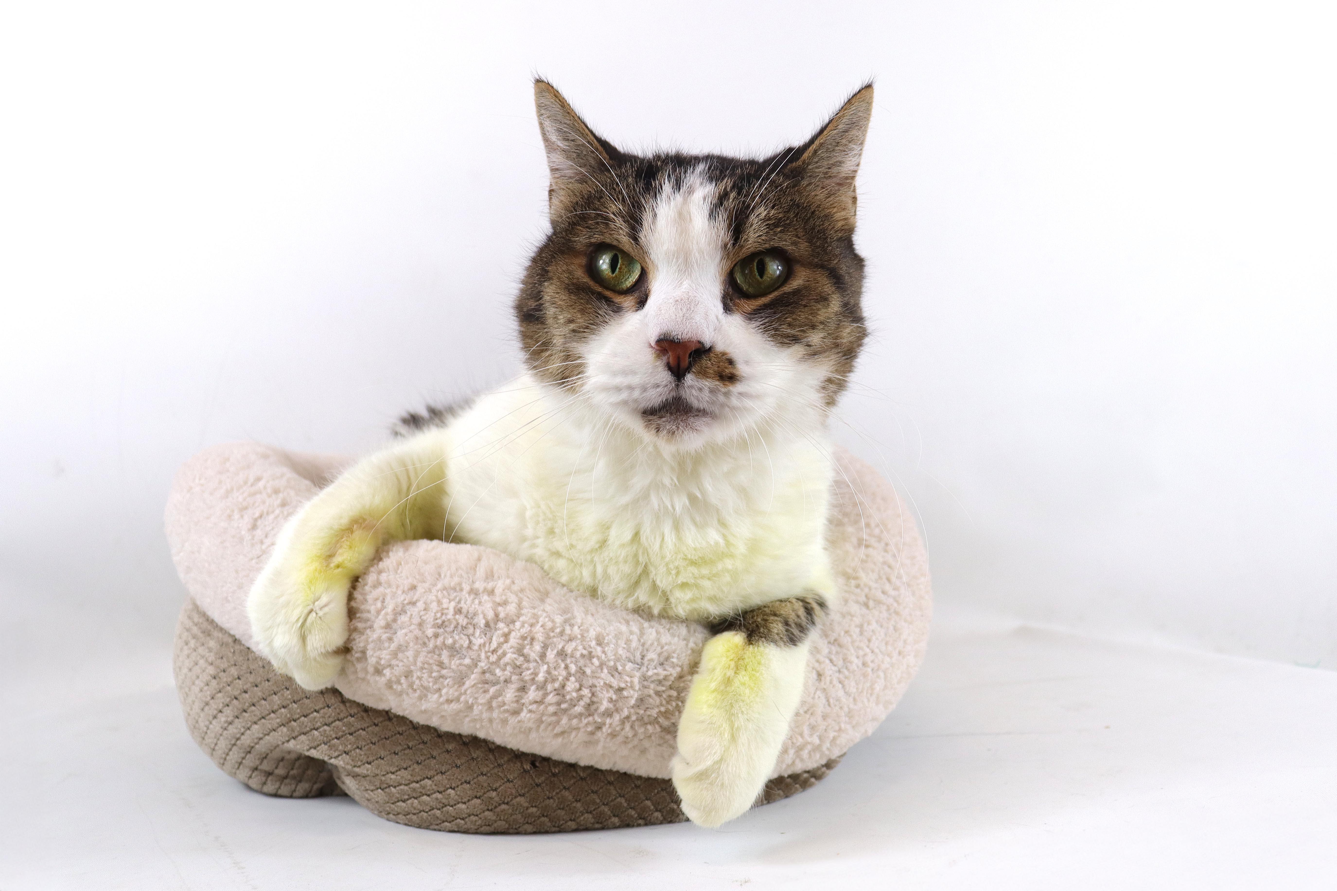 Enlarge Ricardo, a Adoptable Domestic Short Hair in Clovis, CA image 2/2