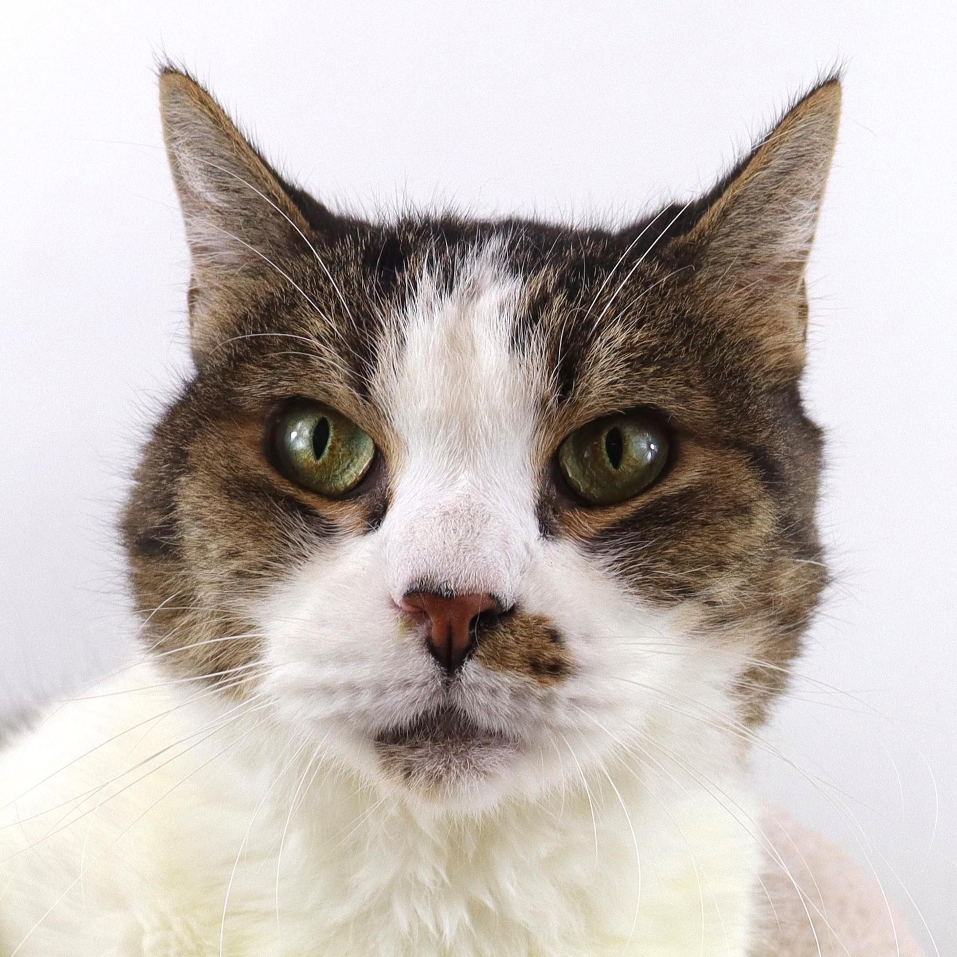 Enlarge Ricardo, a Adoptable Domestic Short Hair in Clovis, CA image 1/2