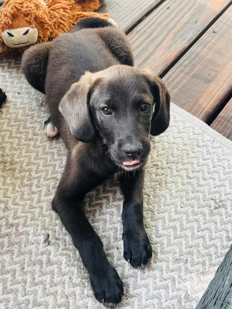 Award Winning : Oscar, Adopted, Puppy Male Labrador Retriever & Mixed Breed.