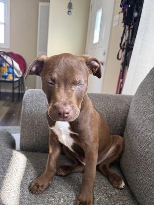 Pepito — thumbnail 2