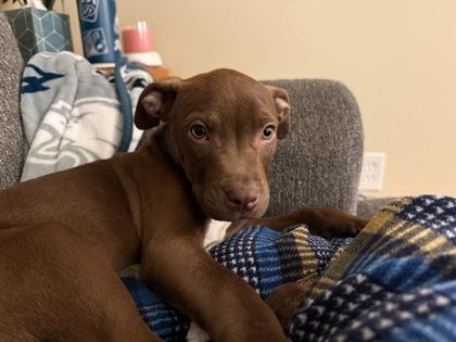 Pepito — thumbnail 3