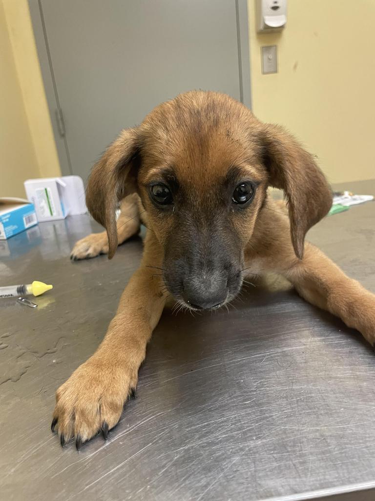 Jethro⚡, Adoptable, Young Male Mixed Breed.