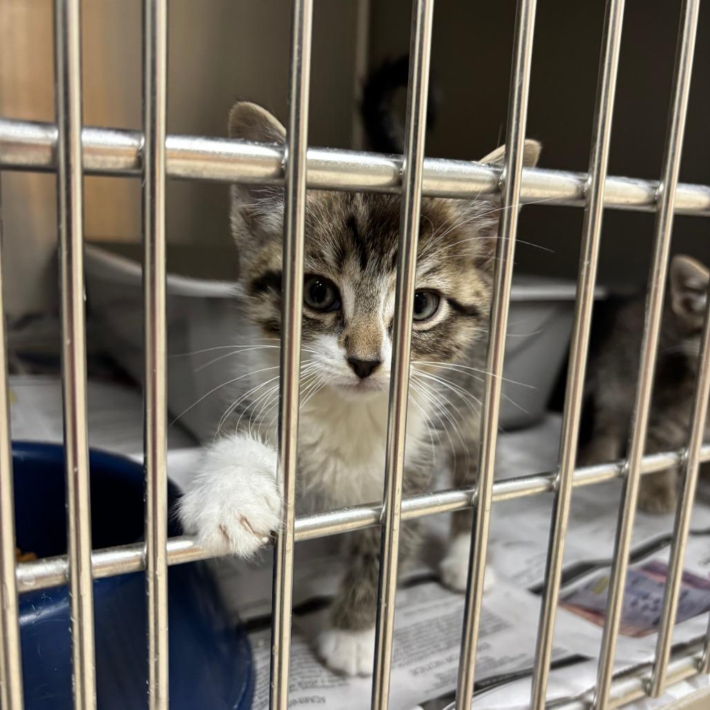 Lena, a Adoptable Domestic Short Hair in Roxboro, NC image 1/2
