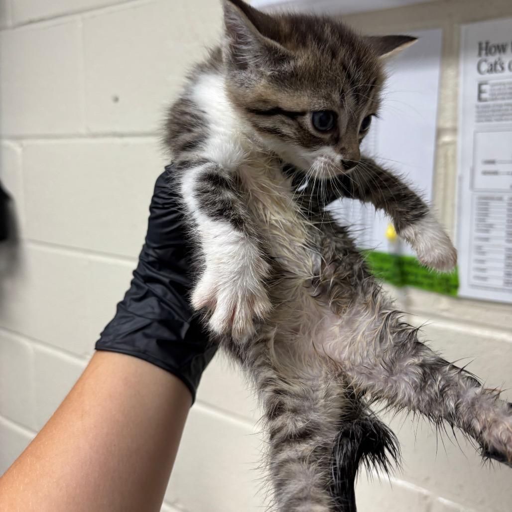 Lena, Adoptable, Kitten Female Domestic Short Hair.