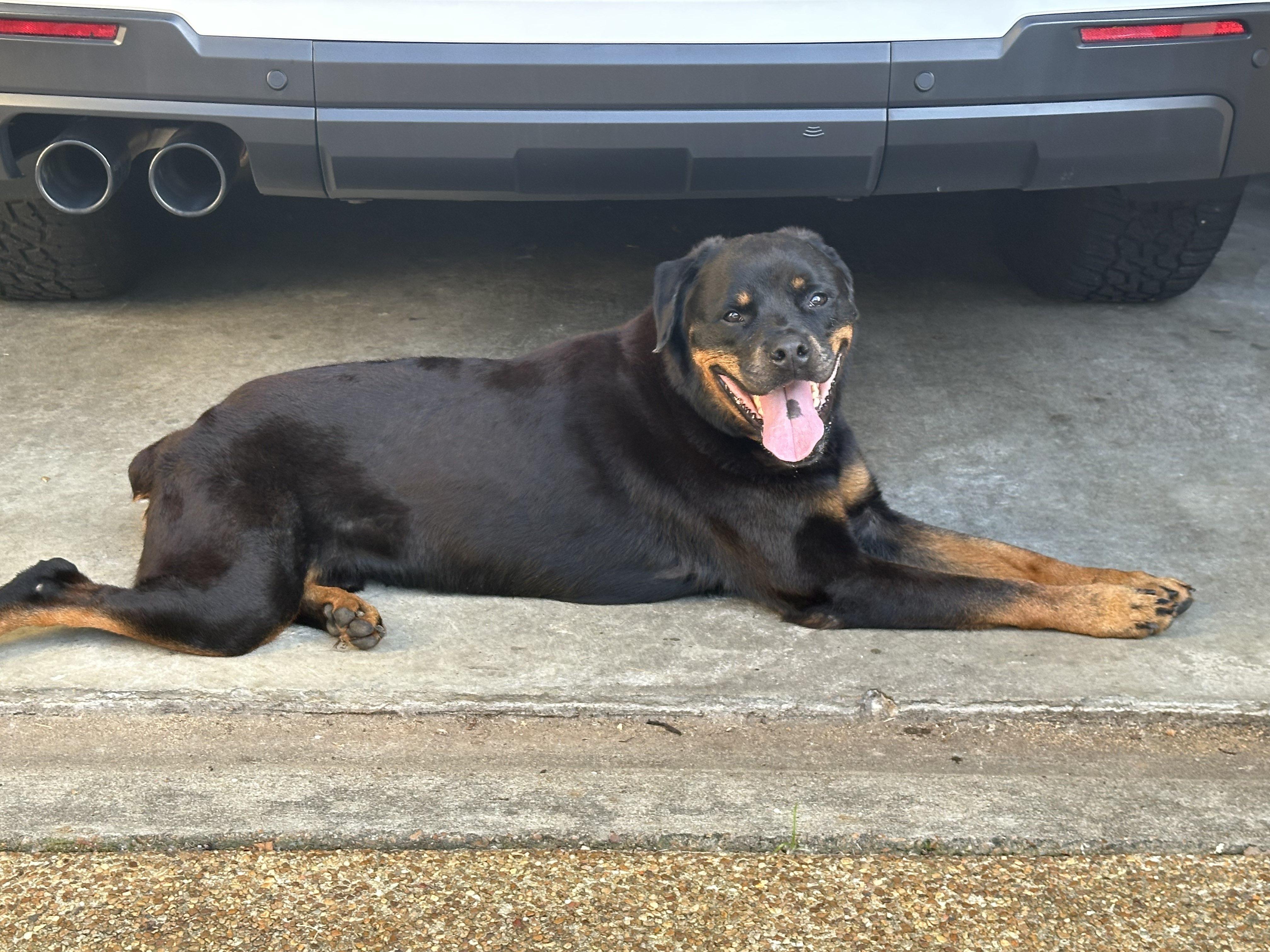 Memphis Slim, a Adoptable Rottweiler in Memphis, TN image 3/6