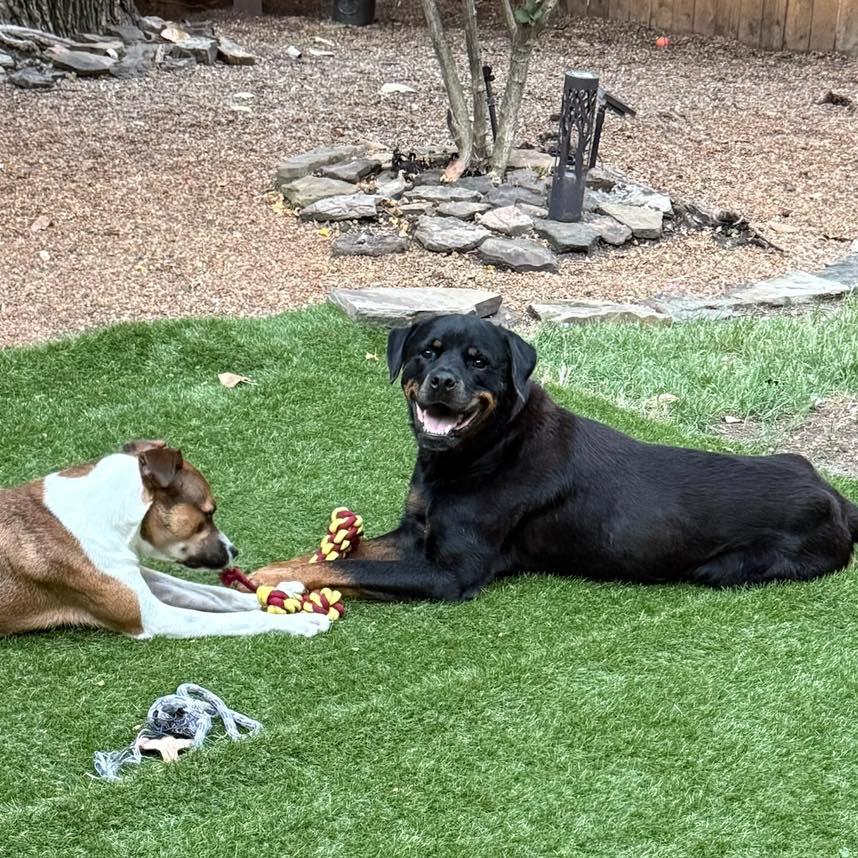 Memphis Slim, Adoptable, Adult Male Rottweiler.