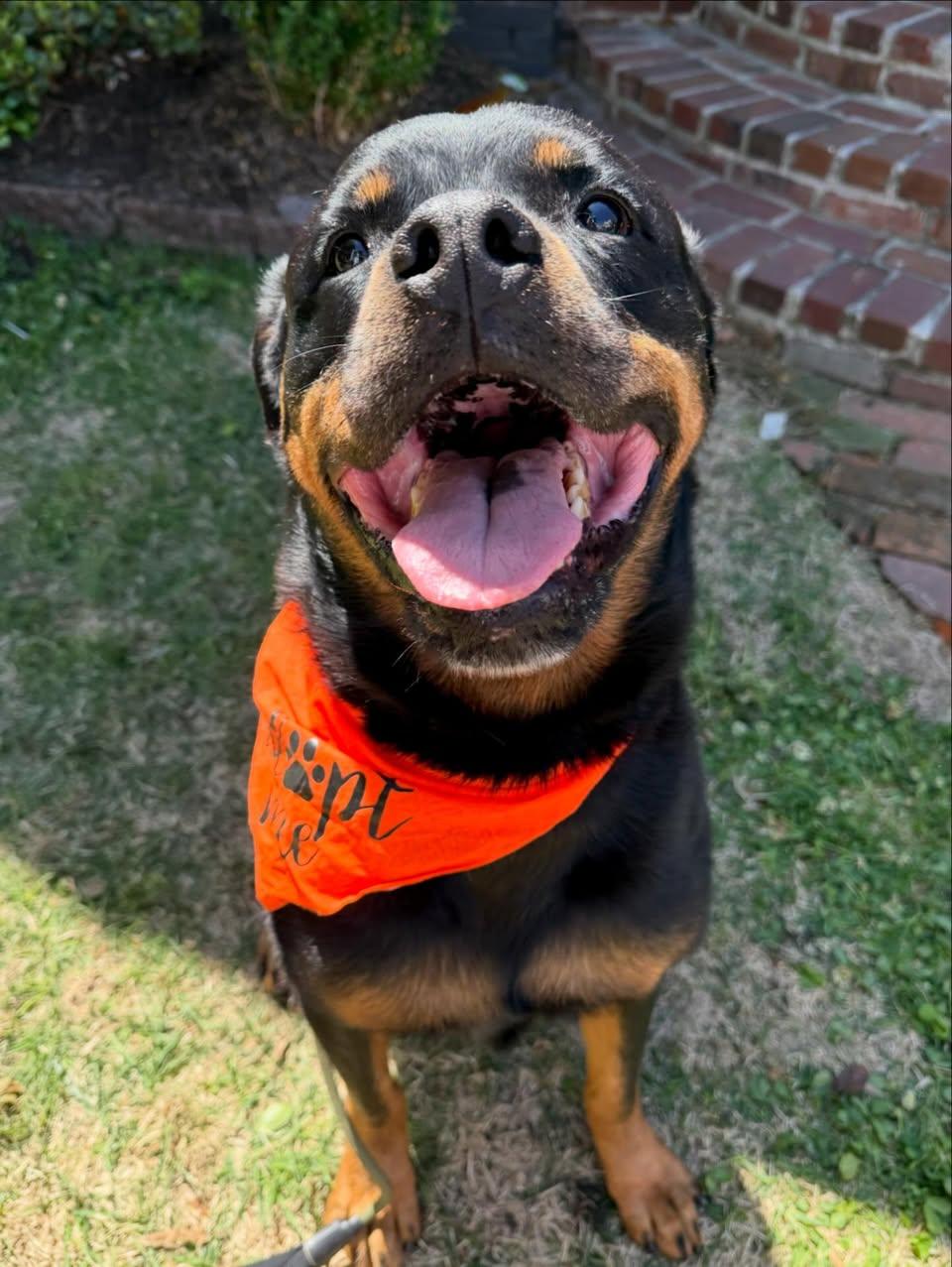 Memphis Slim, Adoptable, Adult Male Rottweiler.