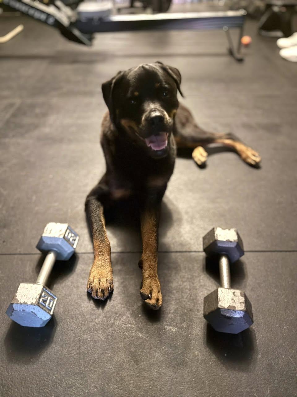 Memphis Slim, a Adoptable Rottweiler in Memphis, TN image 4/6
