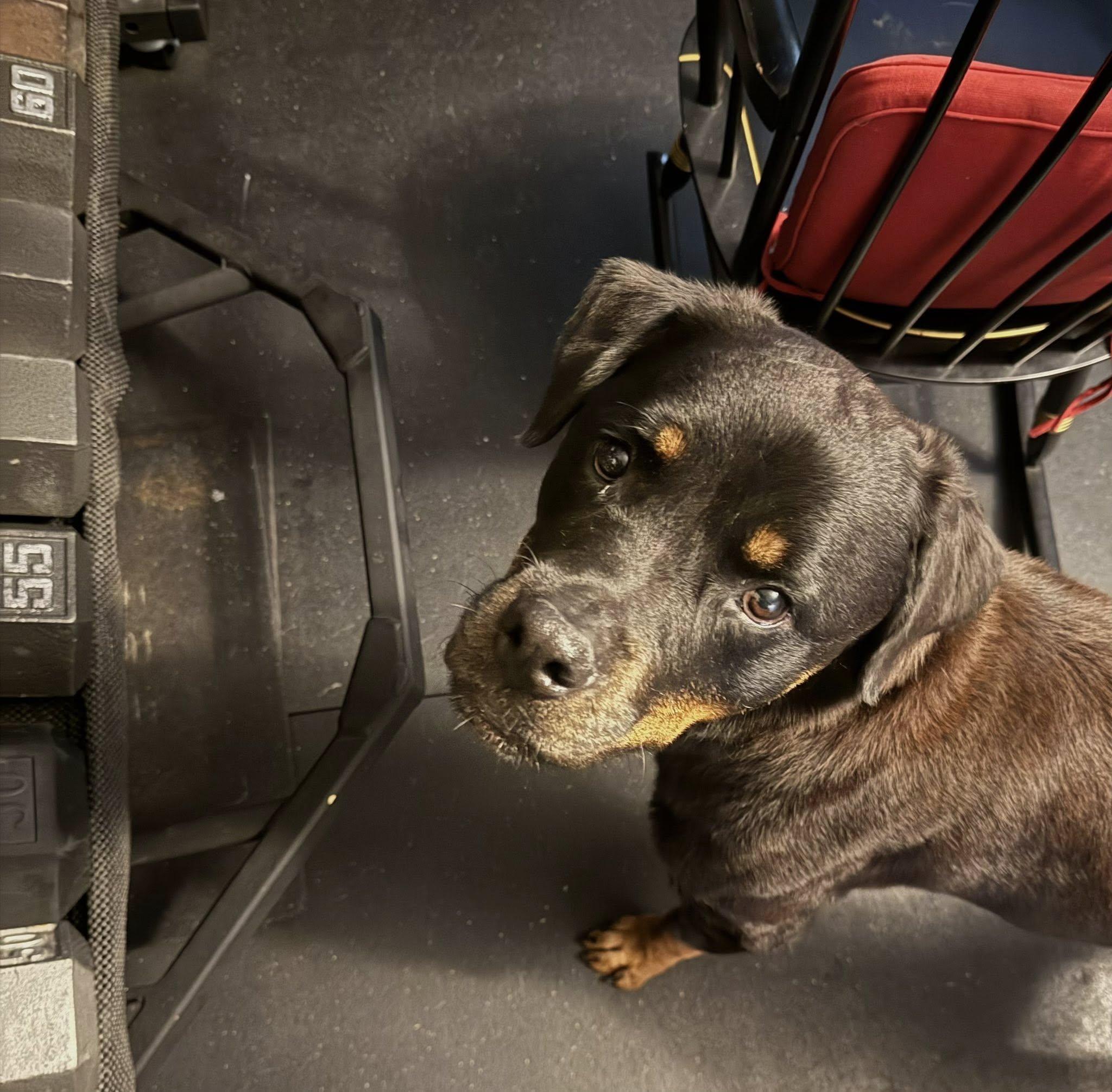 Memphis Slim, a Adoptable Rottweiler in Memphis, TN image 5/6