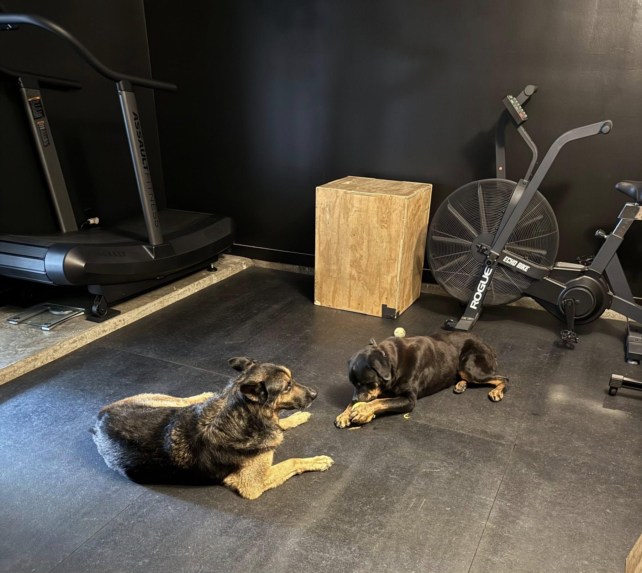 Memphis Slim, a Adoptable Rottweiler in Memphis, TN image 6/6