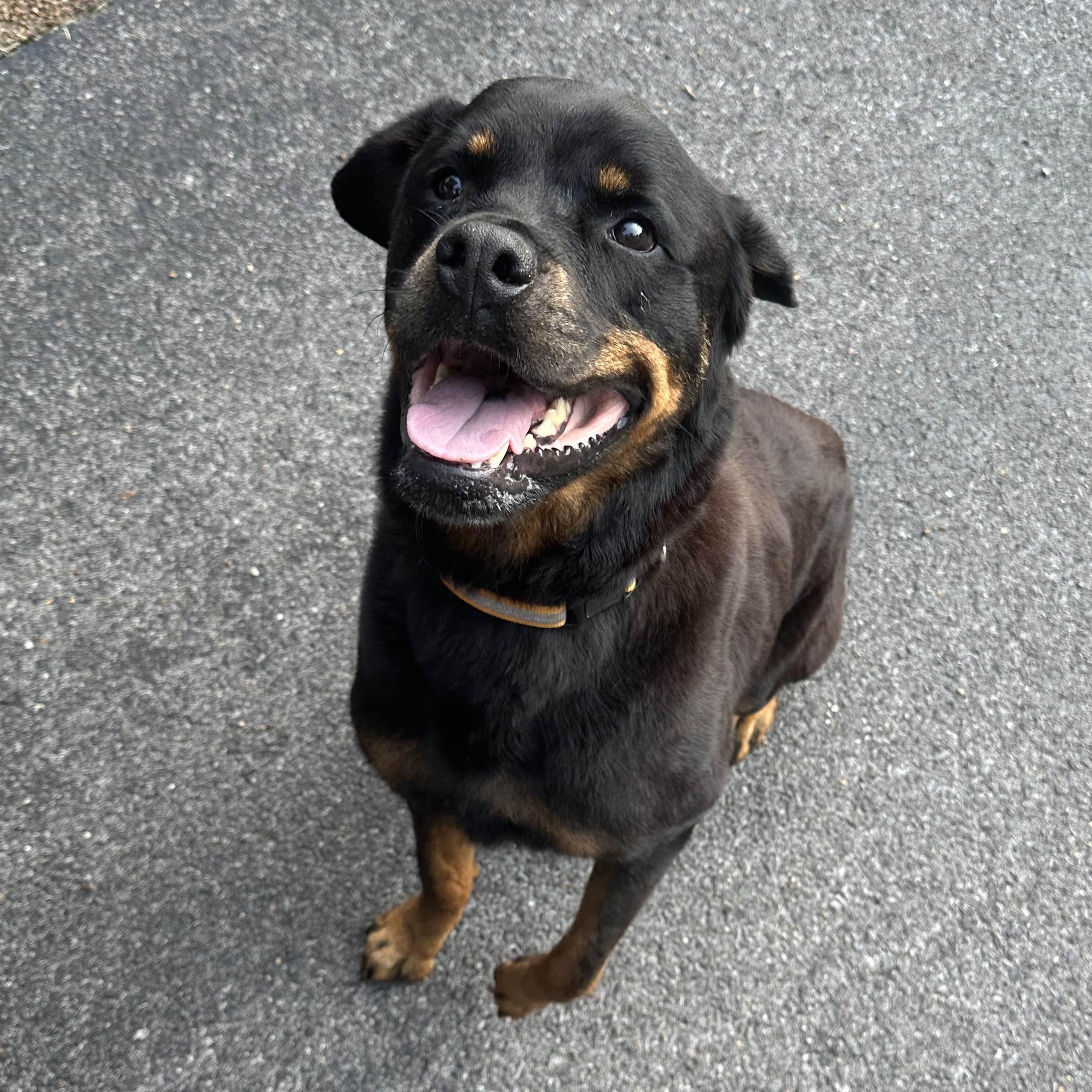 Memphis Slim, a Adoptable Rottweiler in Memphis, TN image 2/6