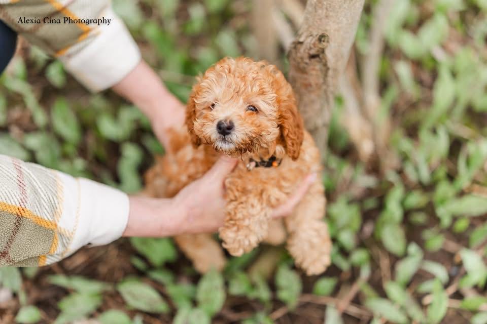 Little , an adopted mixed breed in Drumbo, ON image 1/4