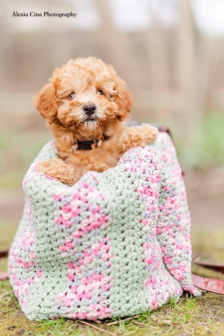 Little , an adopted mixed breed in Drumbo, ON image 3/4
