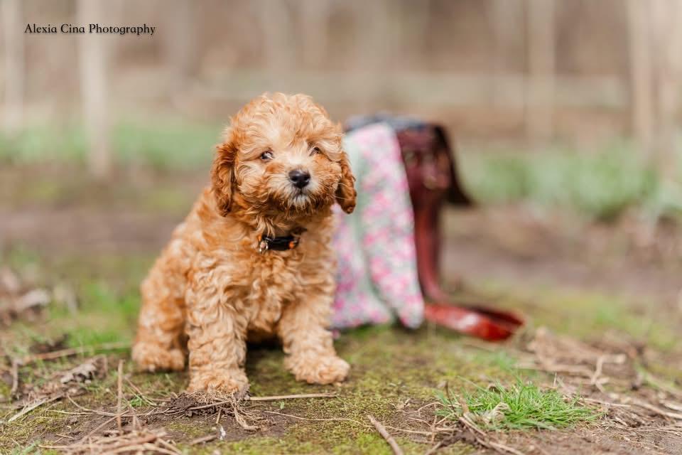 Little , an adopted mixed breed in Drumbo, ON image 2/4
