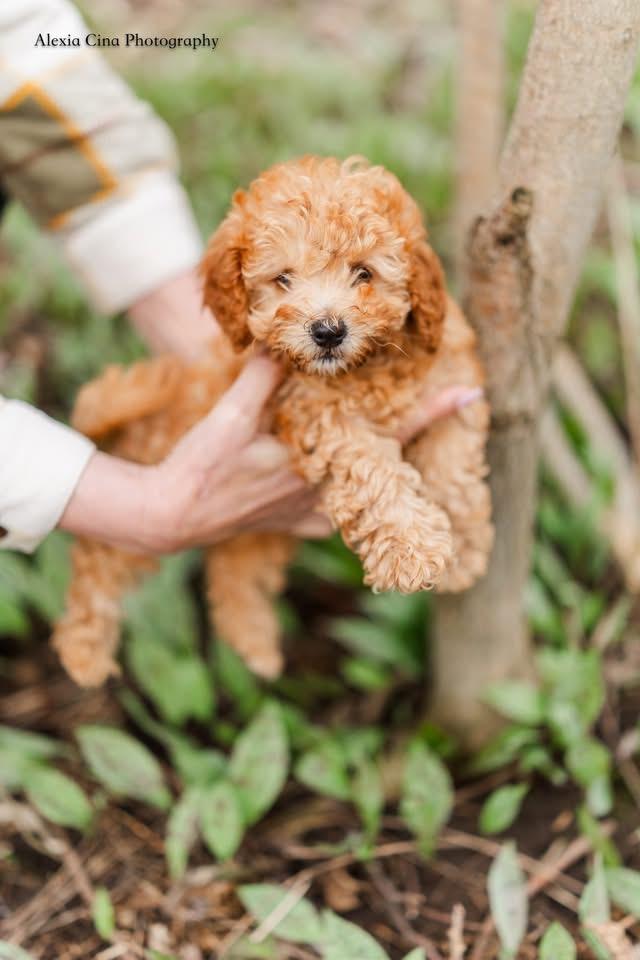Little , an adopted mixed breed in Drumbo, ON image 4/4