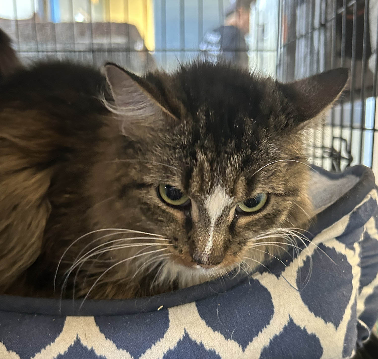 Lucy, Adult Female unknown