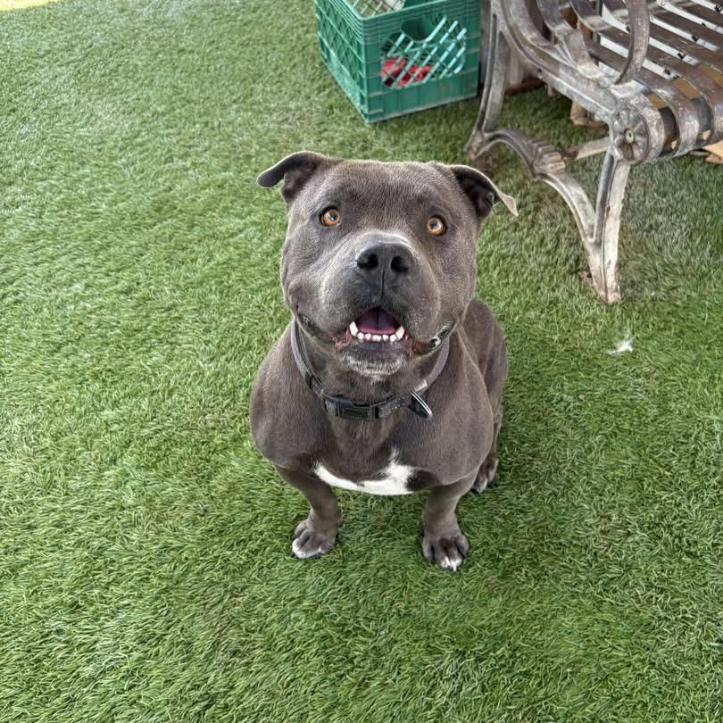 Wilbur, a ADOPTABLE Staffordshire Bull Terrier in Ferndale, WA image 4/4