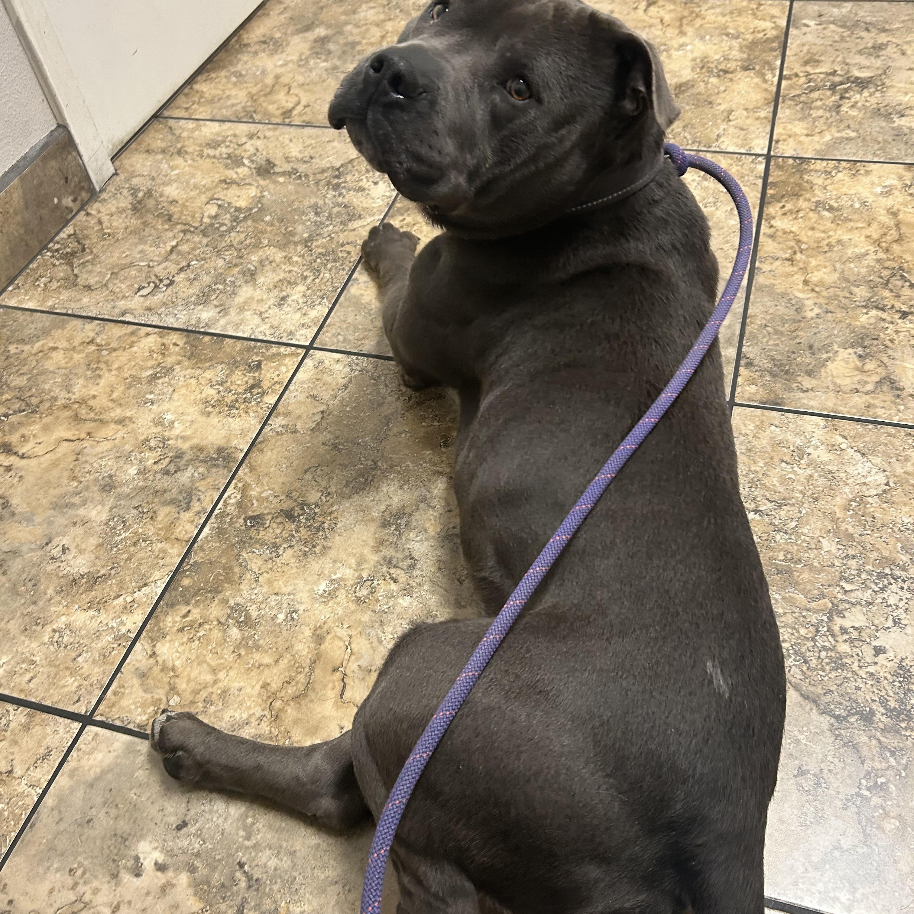 Wilbur, a ADOPTABLE Staffordshire Bull Terrier in Ferndale, WA image 2/4