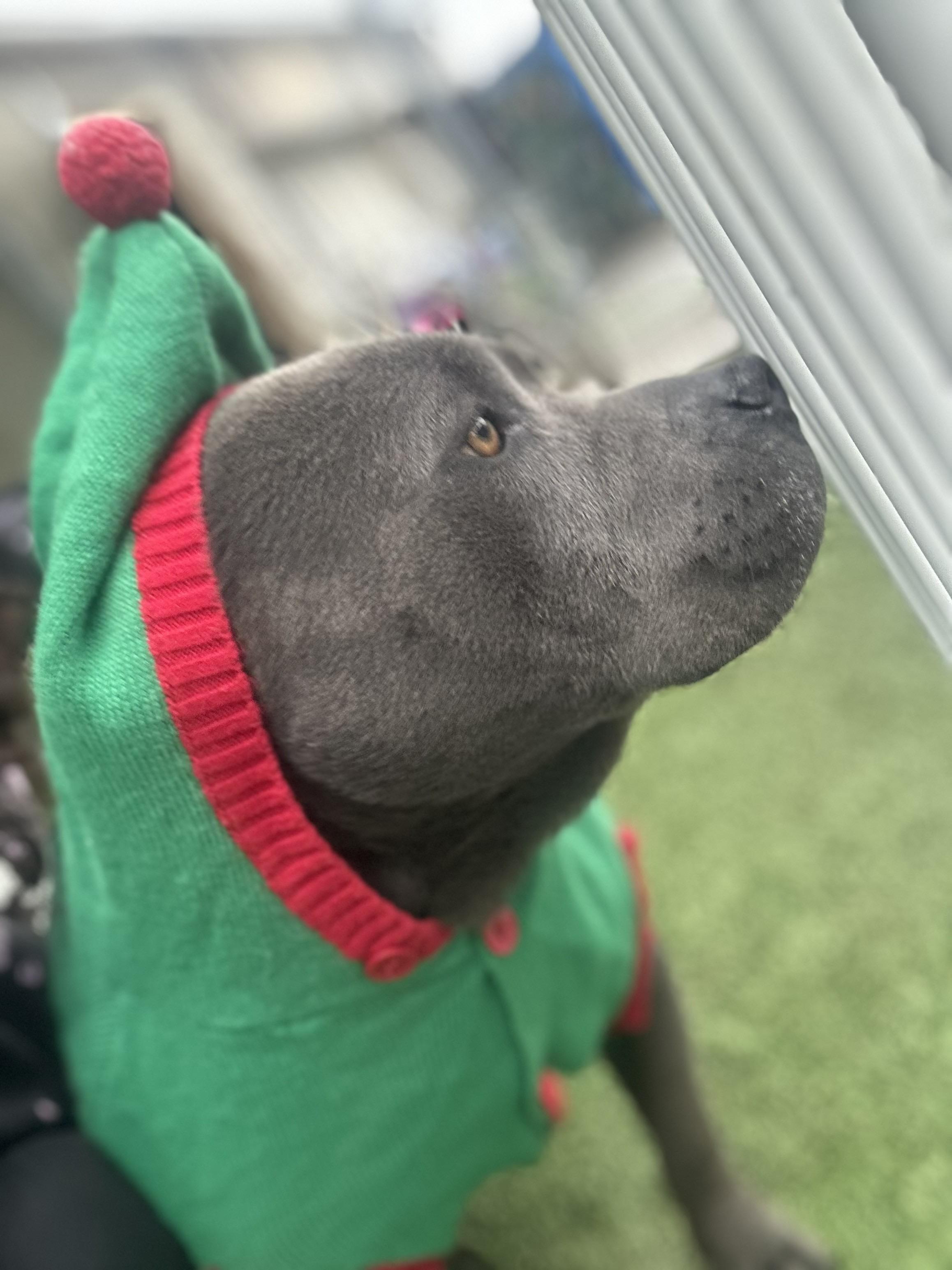 Wilbur, a ADOPTABLE Staffordshire Bull Terrier in Ferndale, WA image 3/4