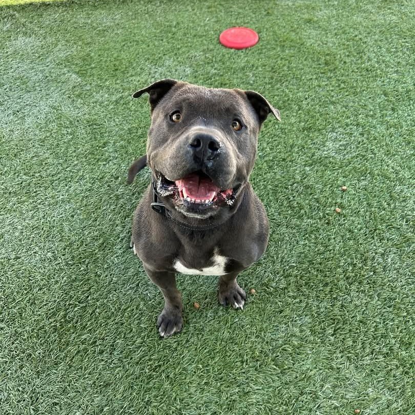 Wilbur, ADOPTABLE, Adult Male Staffordshire Bull Terrier.