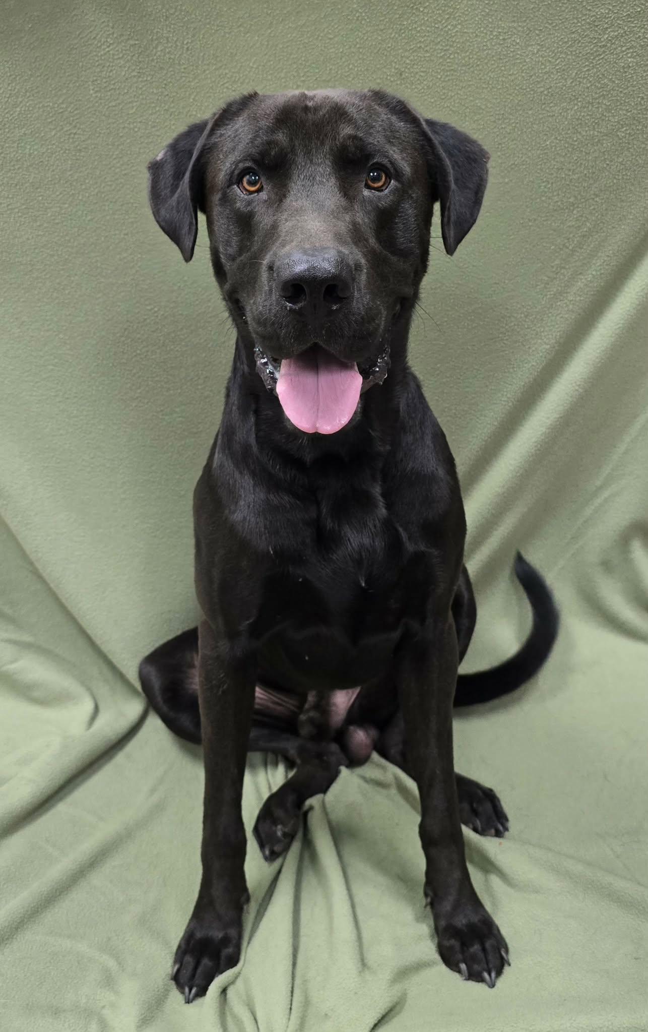 Toby, an adopted mixed breed in Frankfort, IN image 2/5