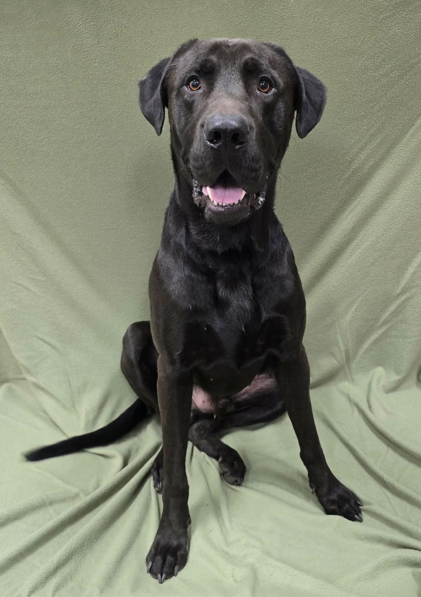 Toby, an adopted mixed breed in Frankfort, IN image 4/5