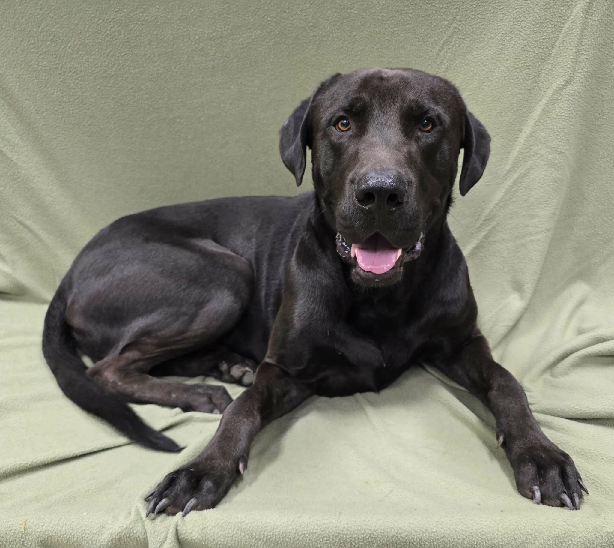 Toby, adopted, Adult Male Great Dane & Labrador Retriever.
