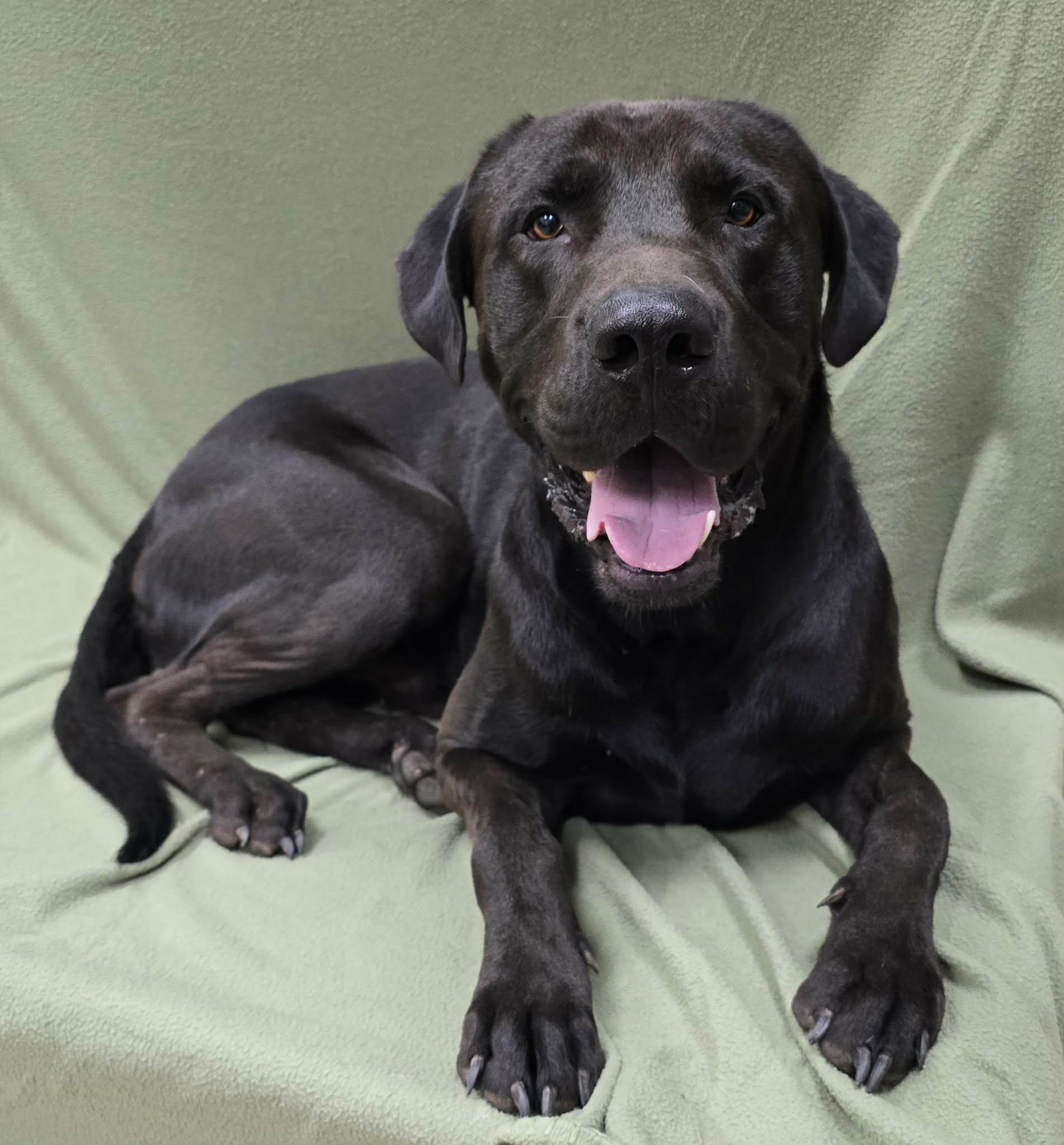 Toby, an adopted mixed breed in Frankfort, IN image 5/5