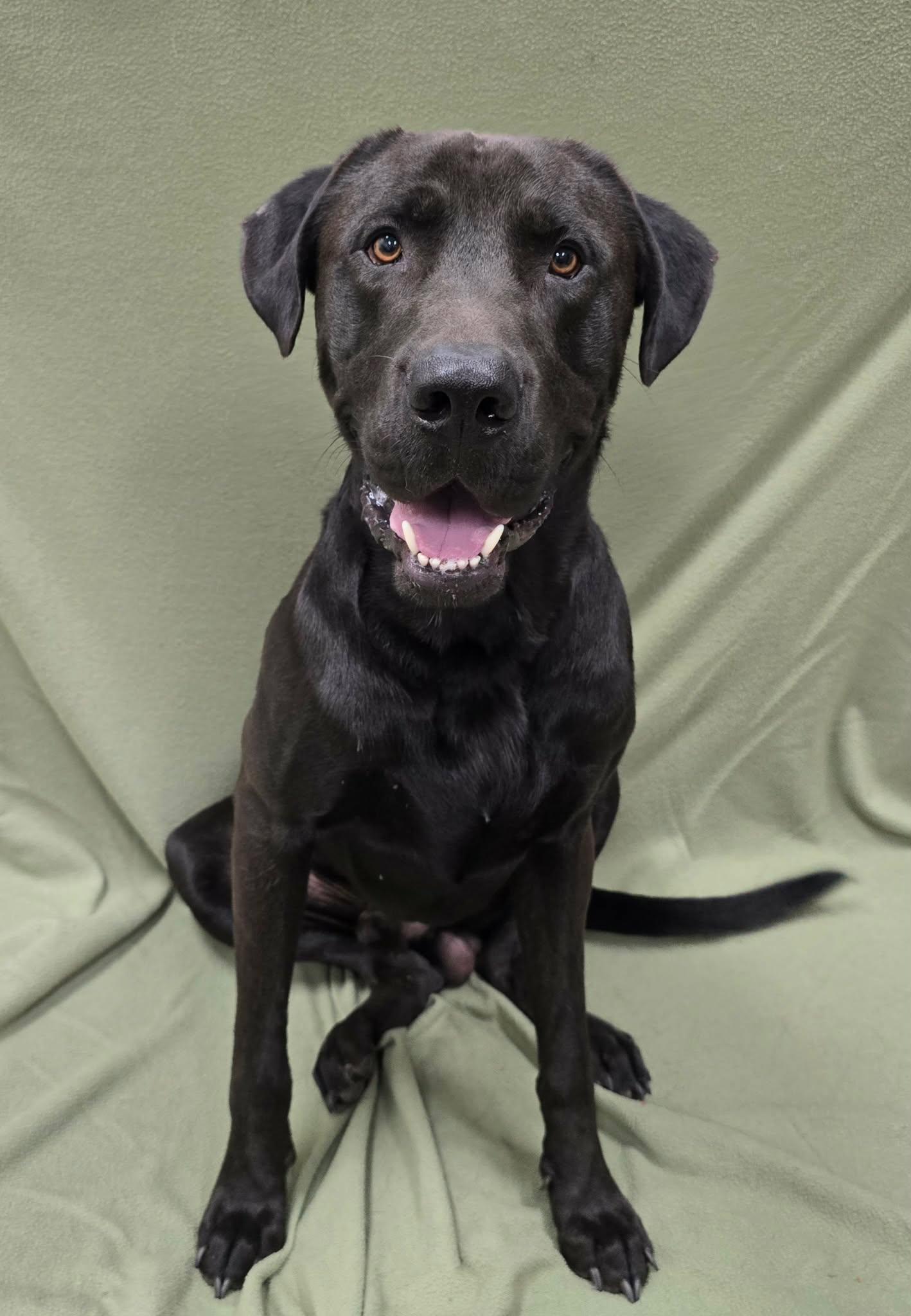 Toby, an adopted mixed breed in Frankfort, IN image 3/5