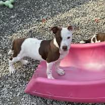 Enlarge Rainy, a ADOPTABLE mixed breed in Thompson, PA image 3/3