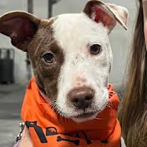 Enlarge Rainy, a ADOPTABLE mixed breed in Thompson, PA image 1/3