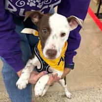 Enlarge Rainy, a ADOPTABLE mixed breed in Thompson, PA image 2/3