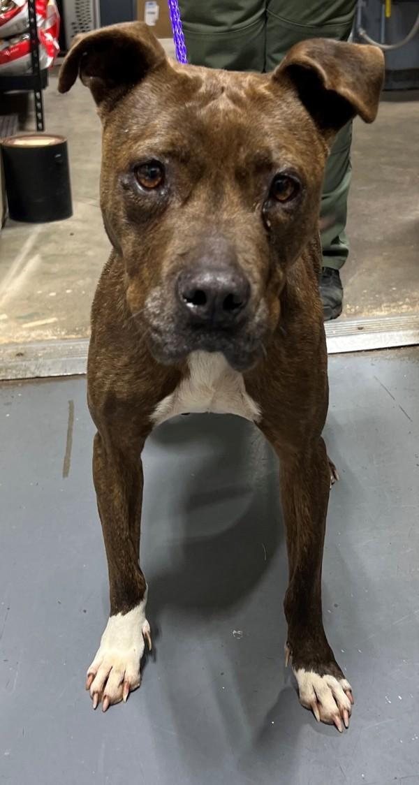 26-03-0667 Ivy, Adoptable, Adult Female Pit Bull Terrier.