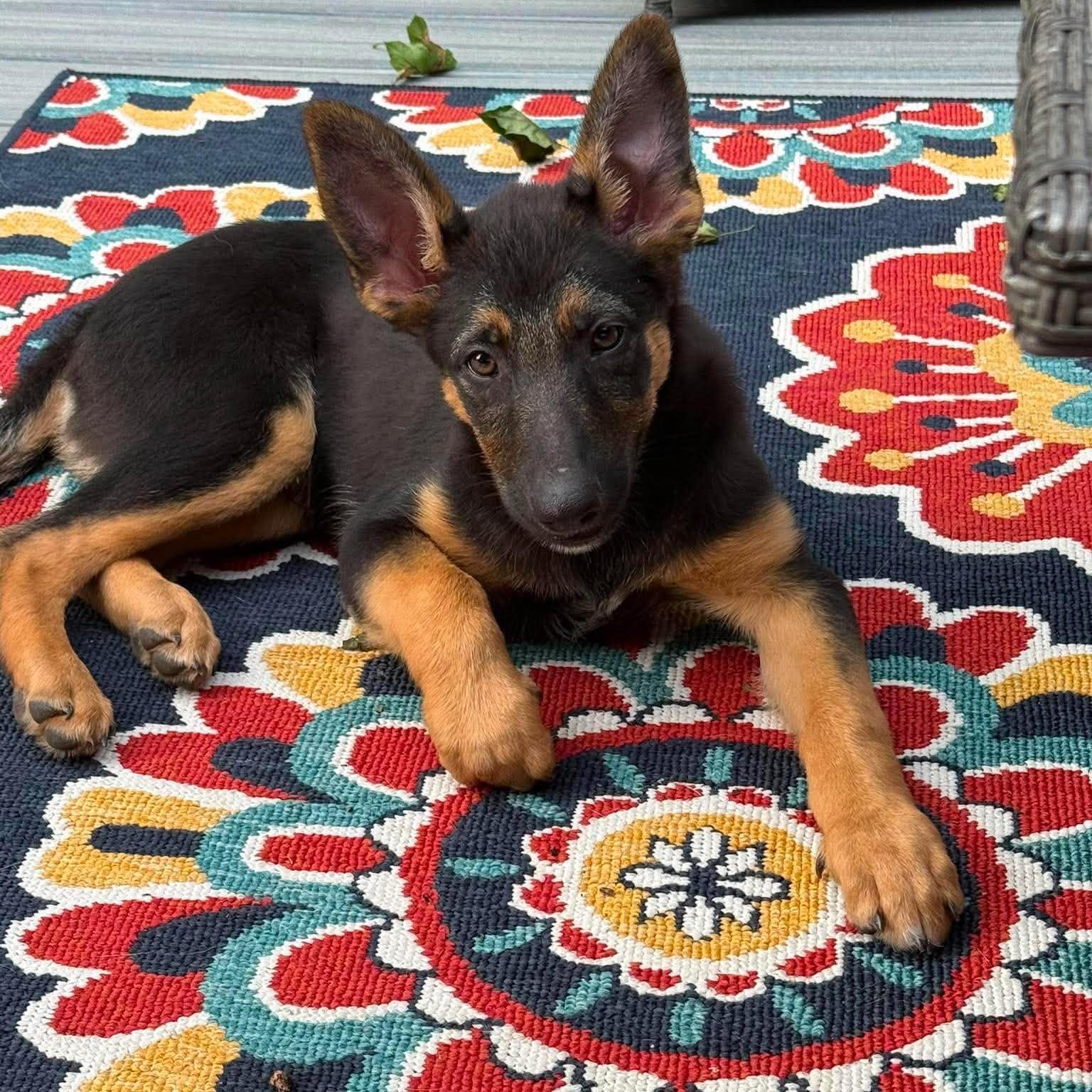 Stoick, adopted, Puppy Male German Shepherd Dog & Australian Shepherd.