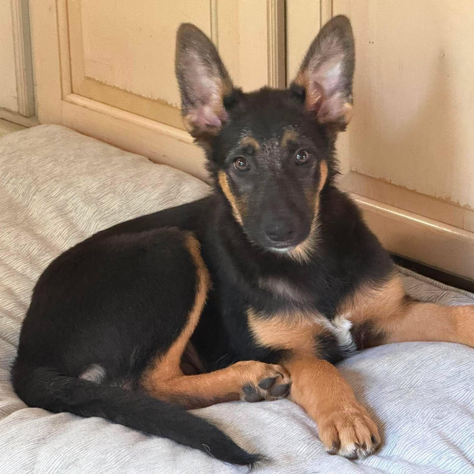 Stoick, an adopted mixed breed in Rochester, NY image 2/6