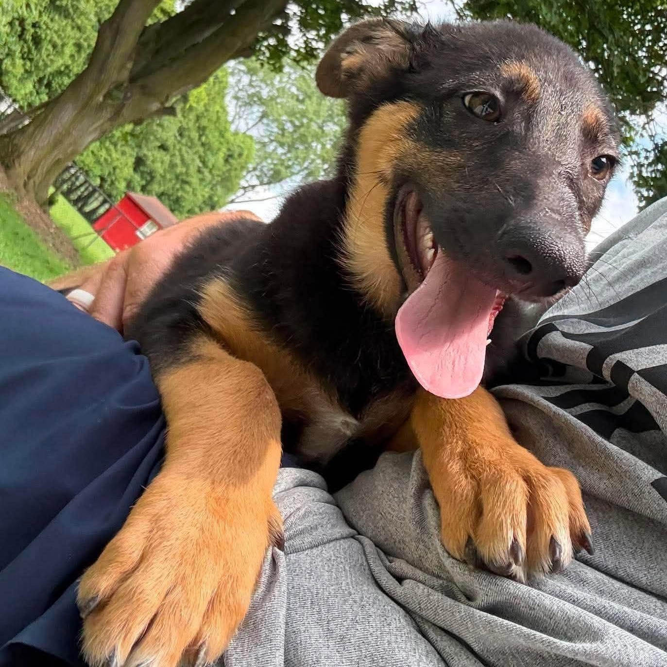 Stoick, an adopted mixed breed in Rochester, NY image 3/6