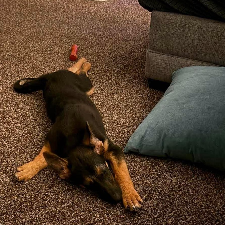 Stoick, an adopted mixed breed in Rochester, NY image 4/6