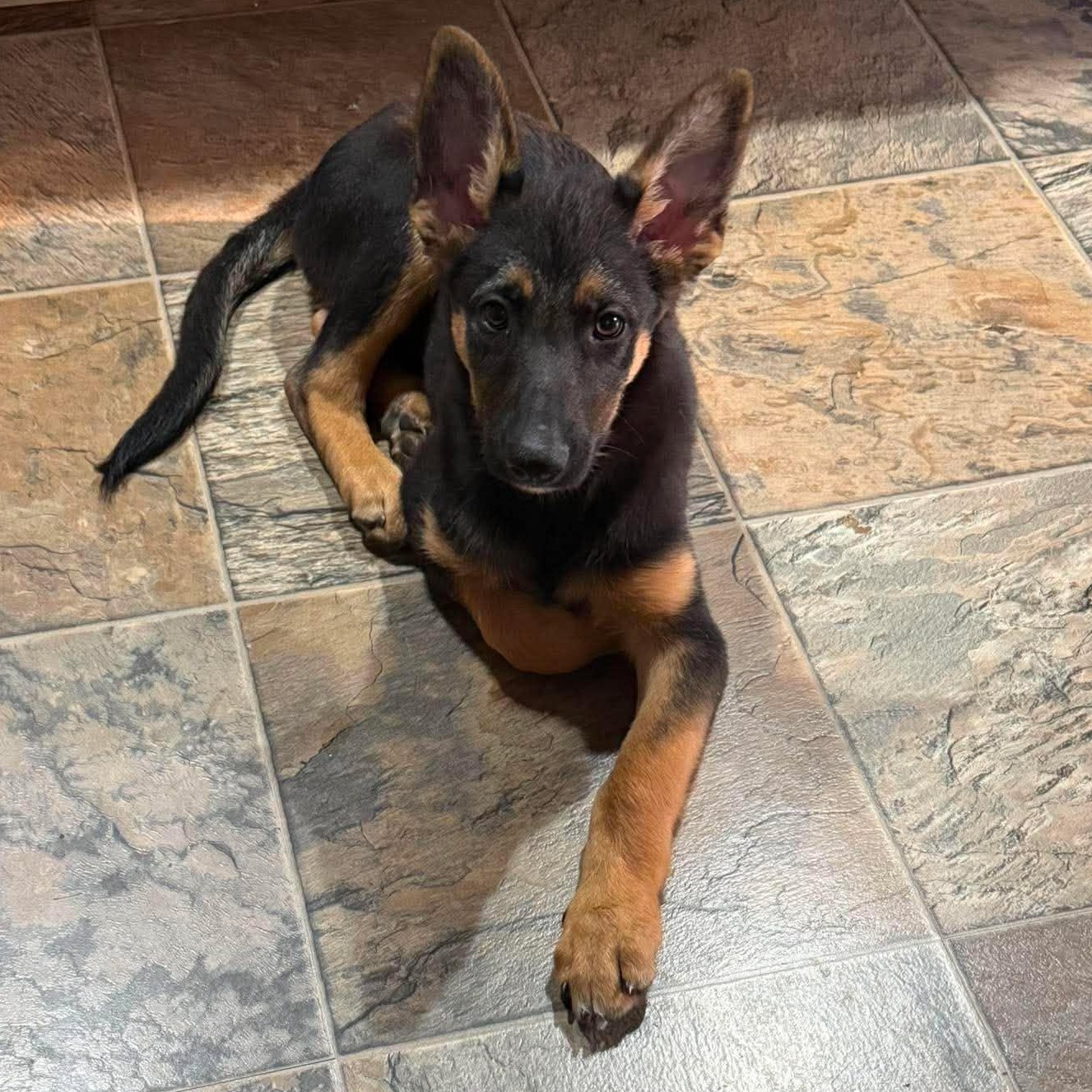 Stoick, an adopted mixed breed in Rochester, NY image 5/6