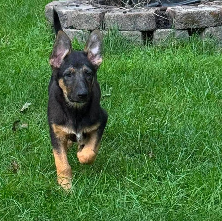 Stoick, an adopted mixed breed in Rochester, NY image 6/6
