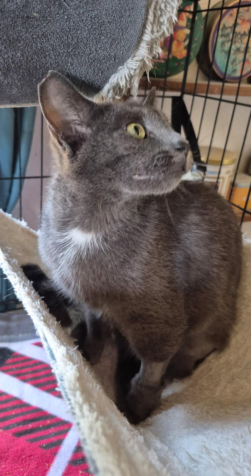 Star, Adopted, Young Female Domestic Short Hair.