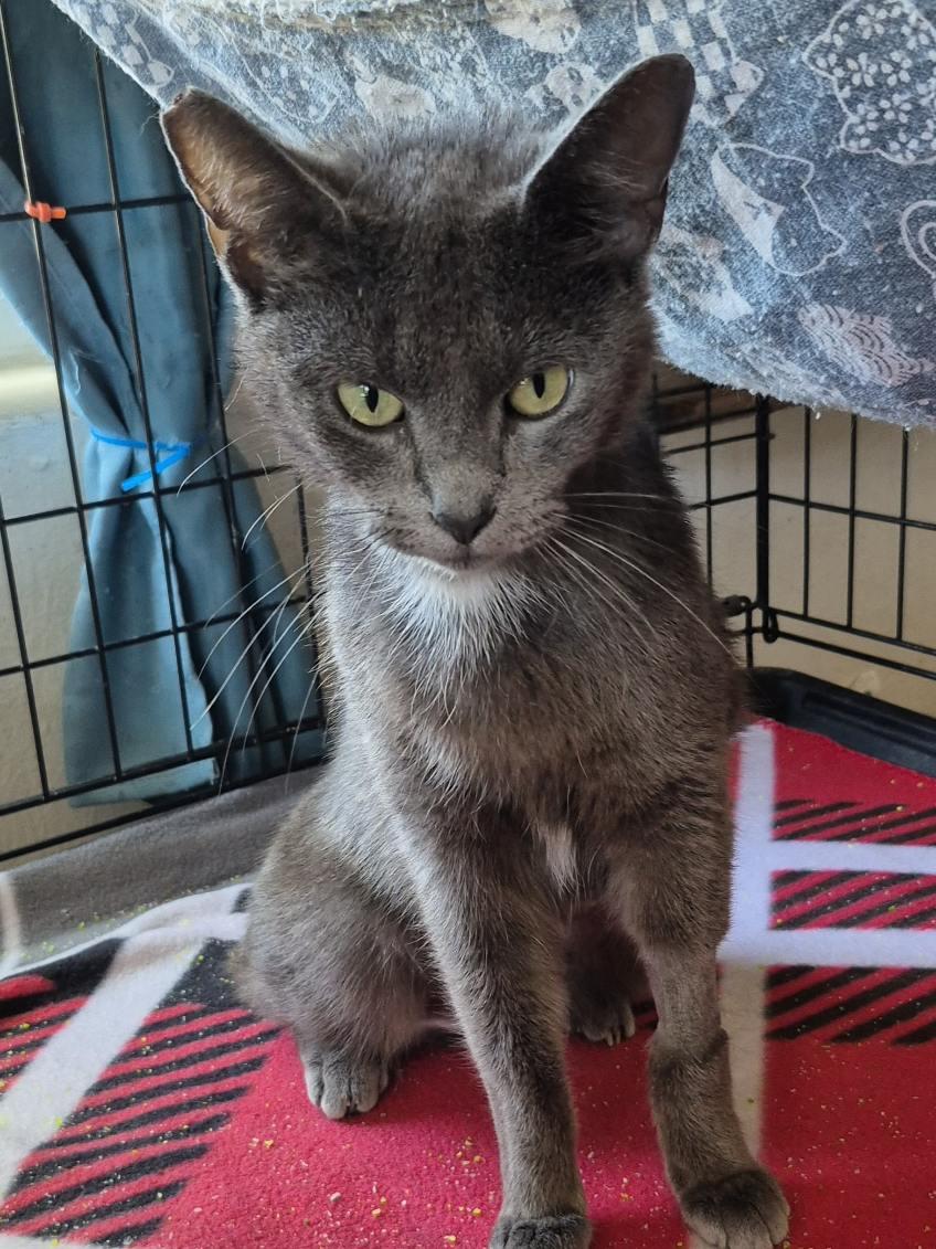 Star, a Adopted Domestic Short Hair in Oviedo, FL image 3/3