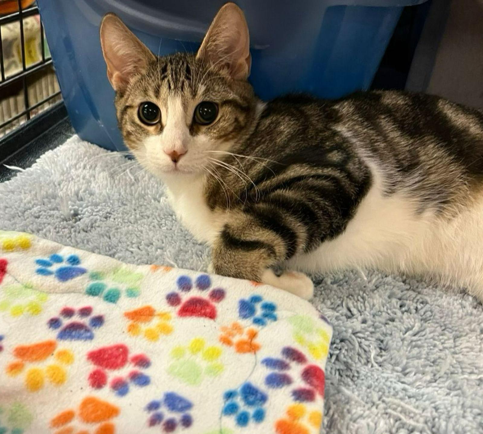 Allen, Adoptable, Young Male Domestic Short Hair.