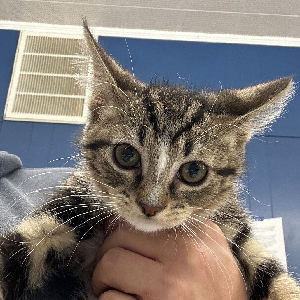 Enlarge Kitty, a Adoptable Domestic Short Hair in Oak Hill, WV image 1/1