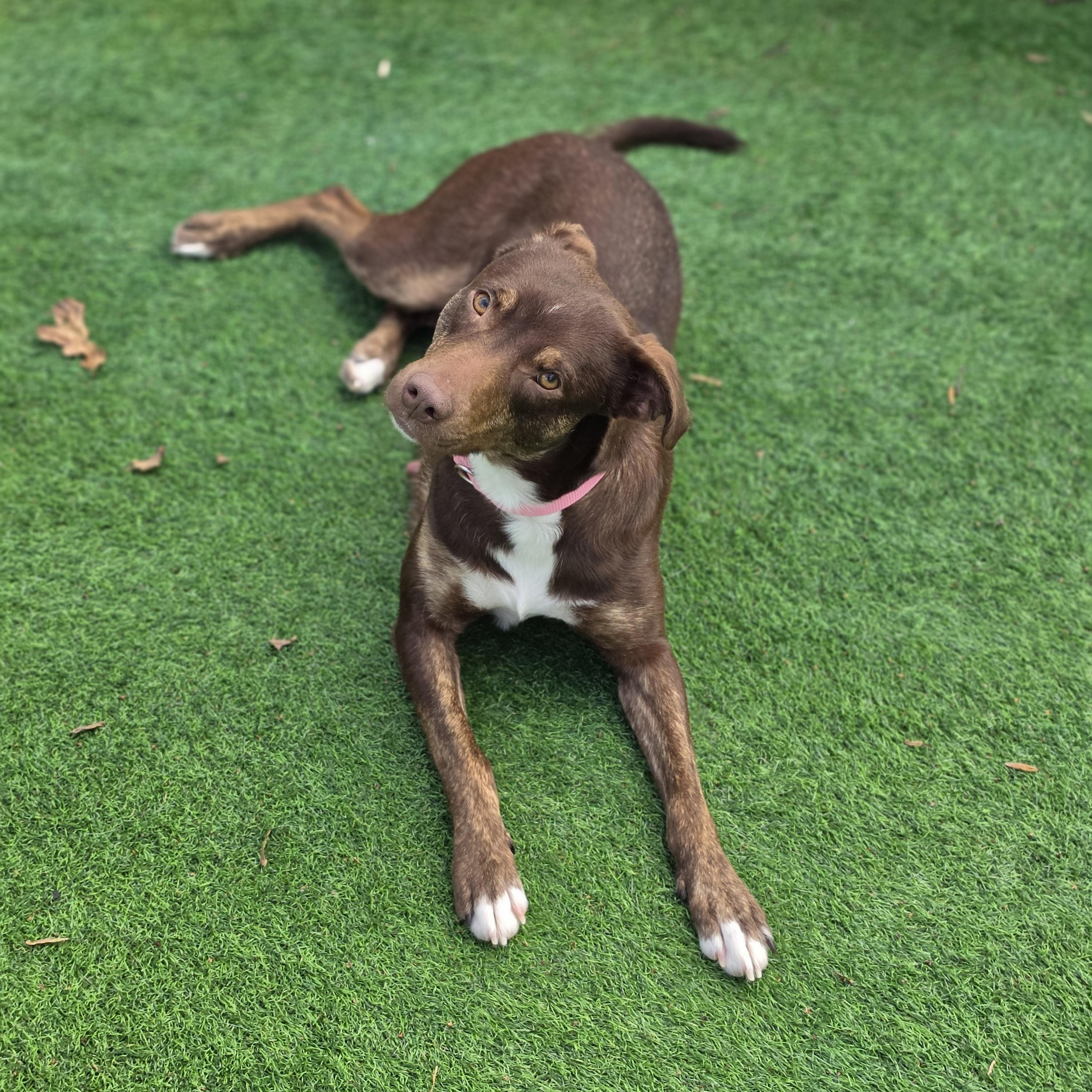 Enlarge Damon, a Adoptable mixed breed in Blairstown, NJ image 6/6