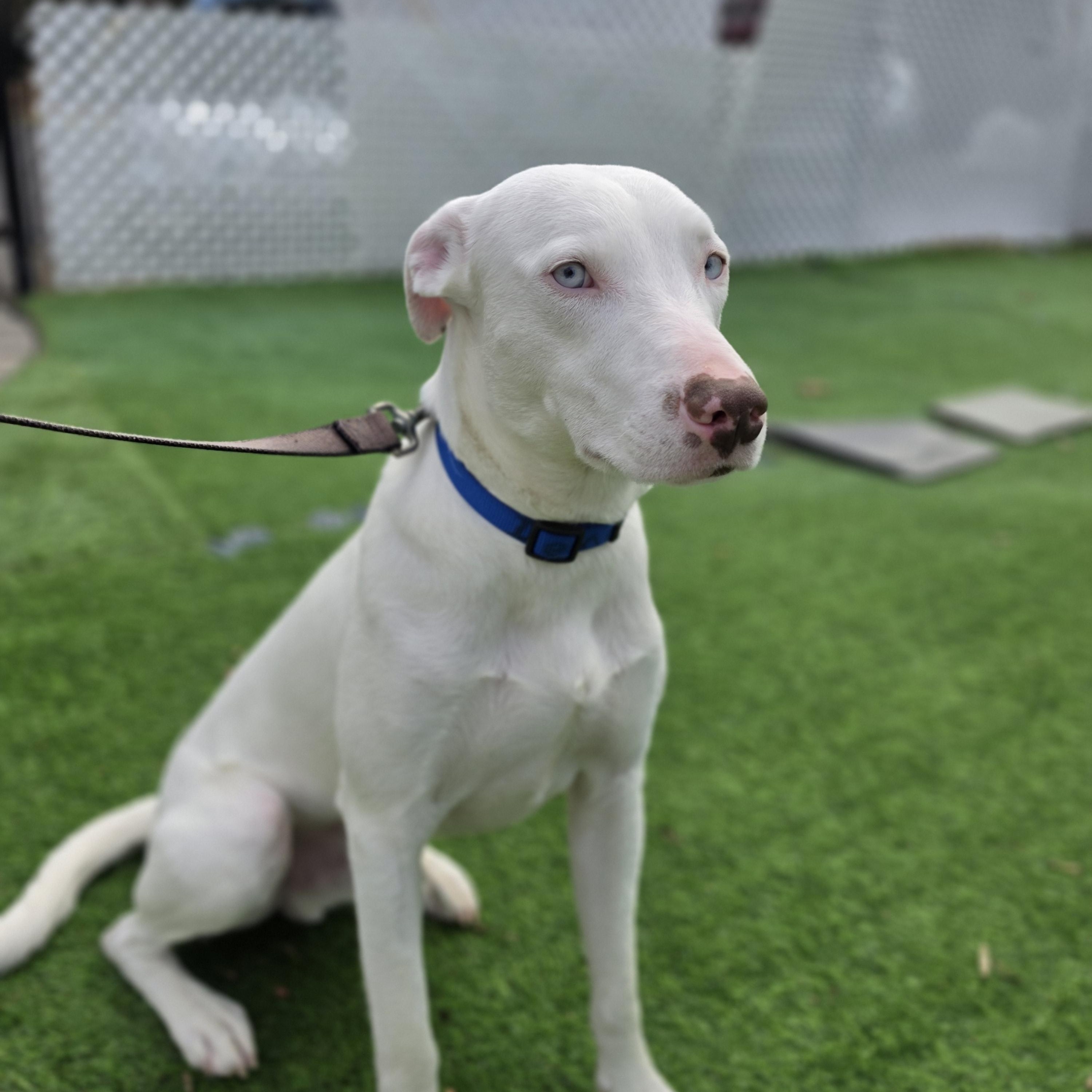 Enlarge Damon, a Adoptable mixed breed in Blairstown, NJ image 5/6