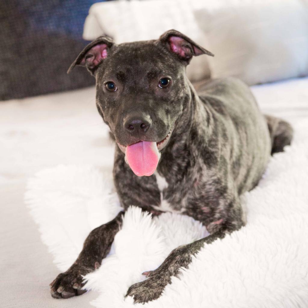Cleo2, Adoptable, Adult Female Pit Bull Terrier & Mixed Breed.