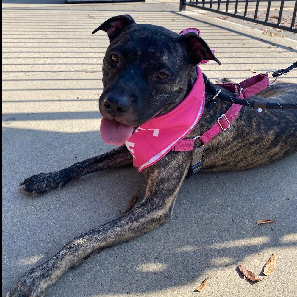 Cleo2, a Adoptable mixed breed in Dallas, TX image 2/6